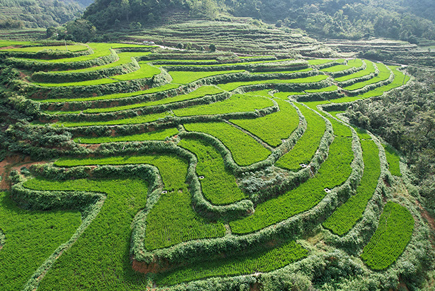 项目实景图